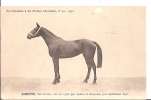 CHEVAL - Supplément à La France Chevaline, N°40 - 1912. GINETTE, Bai-brune...(Champ De Courses) - Paardensport