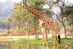 [NZ04-037  ]  Camelopardalis Giraffe  Girafe , Postal Stationery -Articles Postaux -- Postsache F - Giraffen