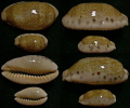 N°4369 // CYPRAEA CAURICA THEMA  "Nelle-CALEDONIE" // MINI:F+++:28,9 & MAXI:F+++:51,4mm  . - Conchas Y Caracoles