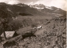 Savoie - Saint Jean De Maurienne Dans Les Alpages Vaches , Photo Leger - Saint Jean De Maurienne