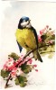 ILLUSTRATEUR KLEIN OISEAU FLEURS MOINEAU - Klein, Catharina