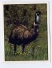 PANINI--Animals Of The World--n° 149----oiseau - Edizione Inglese