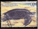 Malaysia.   Tortue Luth, Dermochelys Coriacea.    ° - Schildpadden