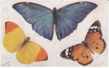 Butterflies And Moth Tuck Aquarette Series #9262, RJ Wealthy Artist Signed Moths, C1910s/20s Vintage Postcard - Schmetterlinge