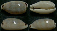 N°4422 // CYPRAEA QUADRIMACULATA  "PHILIPPINES" // F+++ : 22,8mm  . - Conchas Y Caracoles