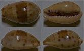 N°4446 // CYPRAEA WALKERI  "TAIWAN" //  F+++  : 26,2mm  . - Conchas Y Caracoles