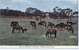 CPA Australie, Victoria, Stock Raising In Victoria, Mares And Foals, Chevaux, Pferd, Horse, Caballo, Cavallo, Paard - Autres & Non Classés