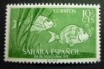 SAHARA 1953: Edifil 109 / YT 96  / Sc B28 / Mi 140 / SG 106,  Pescados Poissons Fish ** - FREE SHIPPING ABOVE 10 EURO - Sahara Spagnolo