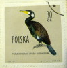 Poland 1960 Cormorant Phalacrocorax Carbo Kormoran 30gr - Used - Usati