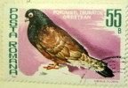 Romania 1981 Pigeon 55b - Used - Used Stamps