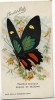 PAPILLON EXOTIQUE -  PAPILIODE DE CHILDREN -  EDITION CHOCOLAT LOUIT  -  TRES BELLE ILLUSTRATION - Schmetterlinge