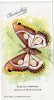 PAPILLON EXOTIQUE -  ATTACUS BEAUHINIAE -  EDITION CHOCOLAT LOUIT  -  TRES BELLE ILLUSTRATION - Schmetterlinge