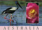 Jabiru Stork, La Seule Cigogne D´Australie. Carte Neuve  Steve Parish Collection Australia - Darwin