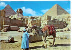 GIZA - The Great Sphinx And Keops Pyramid - Chameau - Camel - Gizeh