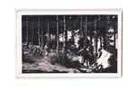 38 CHARAVINES Lac De Paladru, Camping Au Bois D'Amour, Ed Cellard 21345, CPSM 9x14, 194? - Charavines