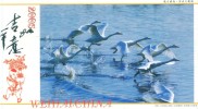 Birds Swans  ,     Prepaid Card Postal Stationery - Cygnes