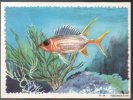 Lot De 13 Cartes Pré-decoupées Pub Biscottes Reinette, Poissons, Oceanrama - Dieren