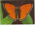 BC61099 Animals Animaux Papillons Butterfly Chrysophanus Dispar Not Used Perfect Shape Back Scan At Request - Schmetterlinge