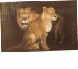 BC61109 Animals Animaux Lions Used Perfect Shape Back Scan At Request - Lions