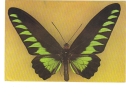 BC61271 Animals Animaux Papillons Butterfly Not Used Perfect Shape Back Scan At Request - Schmetterlinge