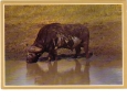 BC61289 Animals Animaux Buffalo Taureaux Not Used Perfect Shape Back Scan At Request - Taureaux