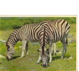 BC61325 Animals Animaux Zebres Zebras Not Used Good Shape Back Scan At Request - Zebras