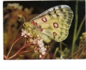 BC61332 Animals Animaux Papillon Butterfly Apollo Not Used Perfect Shape Back Scan At Request - Schmetterlinge