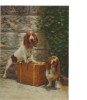 BC61523 Basset Hound Dog Chaiene 3D Cartes Steroscopiques  Good Shape Back Scan At Request - Stereoscopische Kaarten