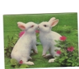 BC61524 Rabbit Lappin 3D Cartes Steroscopiques  Good Shape Back Scan At Request - Stereoscopische Kaarten