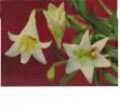 BC61530 Fleurs Flowers 3D Cartes Steroscopiques  Good Shape Back Scan At Request - Stereoscopische Kaarten
