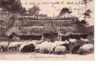 LANDES  Dans Les Landes Devant Le Parc à Moutons ( Bergerie , Berger , Mouton ) - Aquitaine