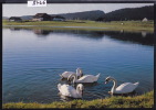 La Brévine - Le Lac Des Taillères (1060 M) Fermes Et Cygnes ; Grand Format 10 / 15 (8466) - La Brévine