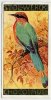 Stollwerck - Règne Animal – 32.5 (FR) – Motmot, Momotidae, - Stollwerck