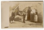 ST JOUIN DE MARNE  -  Carte Photo De L´élevage De Chevaux D´Auguste Et Léandre LEBEAU. - Saint Jouin De Marnes