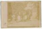 ST JOUIN DE MARNE  -  Carte Photo De L´élevage De Chevaux D´Auguste Et Léandre LEBEAU. - Saint Jouin De Marnes