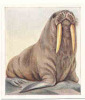 Animal Studies  /  Walrus  /  Morse   //  IM 39/17 - Phillips / BDV
