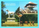 Postcard - Horse Racing, Zobnatica    (V 10077) - Paardensport