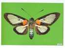 PO3404# FARFALLA - BUTTERFLY - COCYTIA DURVILLEI - MUSEO SCIENZE NATURALI  No VG - Schmetterlinge