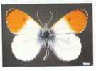 PO3408# FARFALLA - BUTTERFLY - ANTHOCHARIS EUPHENOIDES - MUSEO SCIENZE NATURALI  No VG - Schmetterlinge