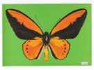 PO3409# FARFALLA - BUTTERFLY - ORNITHOPTERA LYDIUS - MUSEO SCIENZE NATURALI  No VG - Schmetterlinge