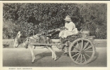 Etr - Illes BARBADES - Donkey Cart  - Barbados - Barbados