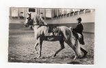 Avr12    54945      Cheval Au Travail     Vien  Spanische Reitschule - Paardensport