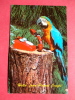 Parrot On Telephone- Hello From Parrot Jungle Miami Fl 1967 Cancel= ===== Ref 497 - Miami