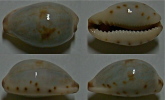 N°4530 // CYPRAEA GRACILIS MACULA  "AUSTRALIE" // F+++ : 18,7mm  . - Conchas Y Caracoles