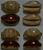 N°4553 // CYPRAEA EGLANTINA COUTURIERI NIG.  "Nelle-CALEDONIE" // F+++/GEM : 41mm  . - Conchas Y Caracoles