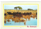 " En Camargue ", TAUREAUX , Bulls ;  TB - Taureaux