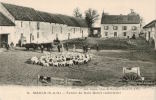 MAULE     Une Ferme , Troupeau De Moutons Et Vaches. - Maule