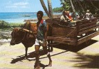 LA DIGUE SEYCHELLES ,PROMENADE EN CHARIOT TIRE PAR UN BOEUF ,COULEUR     REF 27208 - Seychelles