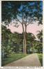 Lote PEP117, Trinidad, Postal, Postcard, Botanical Gardens. (The Postcard Is Not In Perfect Condition) - Trinidad