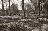 29867      Paesi  Bassi,    Lisse -  Keukenhof,  VGSB  1960 - Lisse